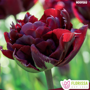 Tulip, Double Early - Palmyra 12+
