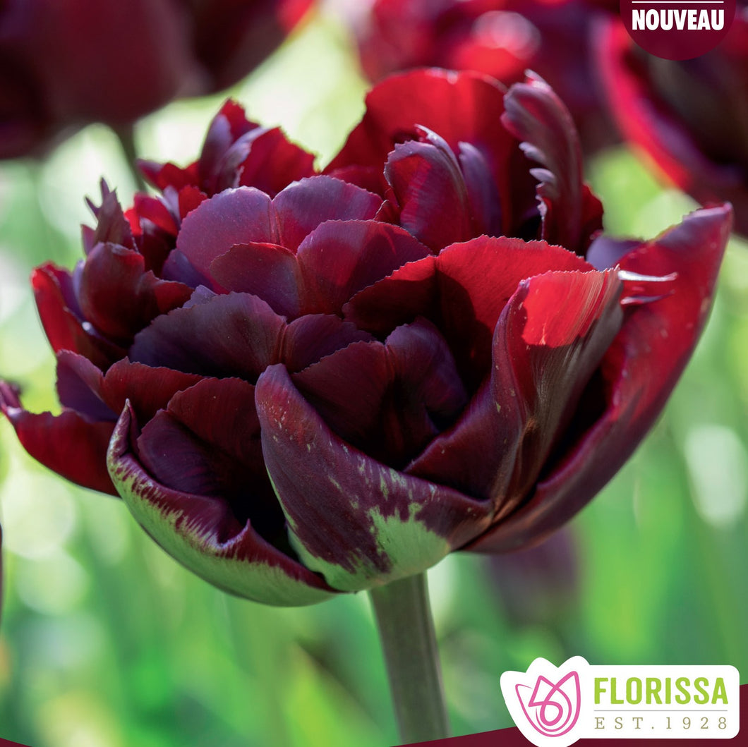 Tulip, Double Early - Palmyra 12+