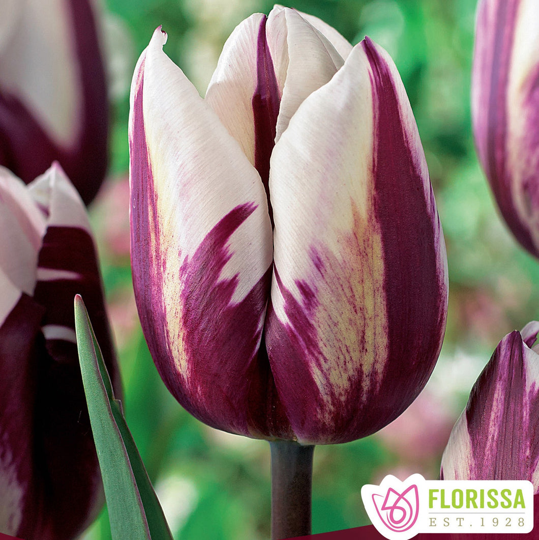 Tulip, Triumph - Rem's Favourite 12+
