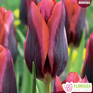 Tulip, Triumph - Slawa 12+