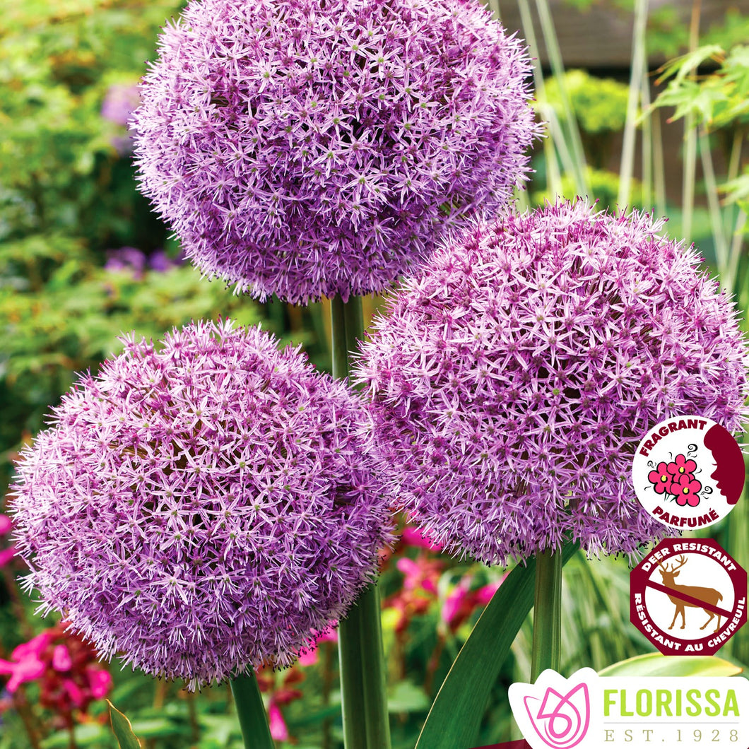 Allium - Party Balloons 20+