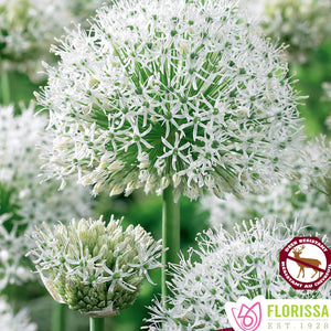 Allium - White Giant