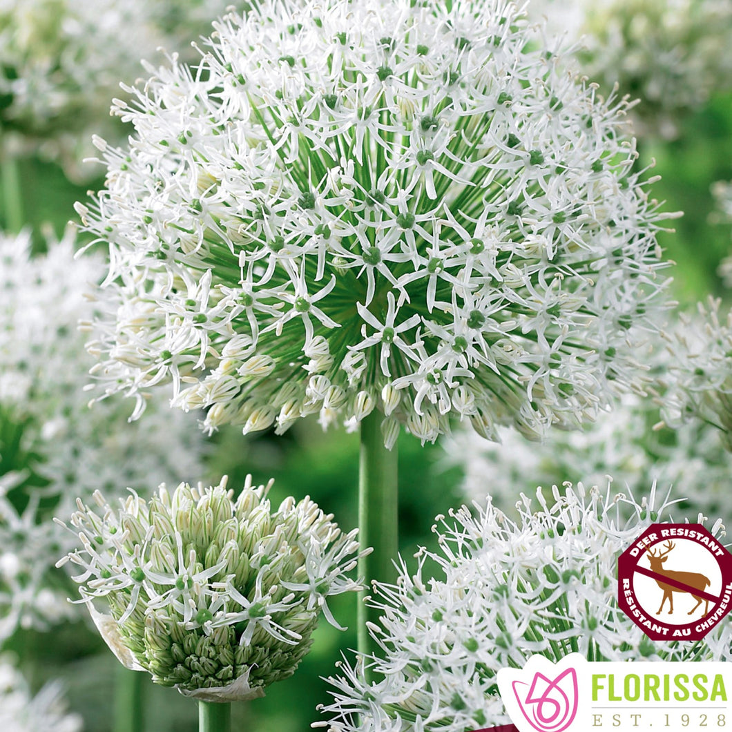 Allium - White Giant