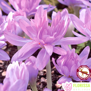 Crocus, Fall Flowering - Waterlily 14+