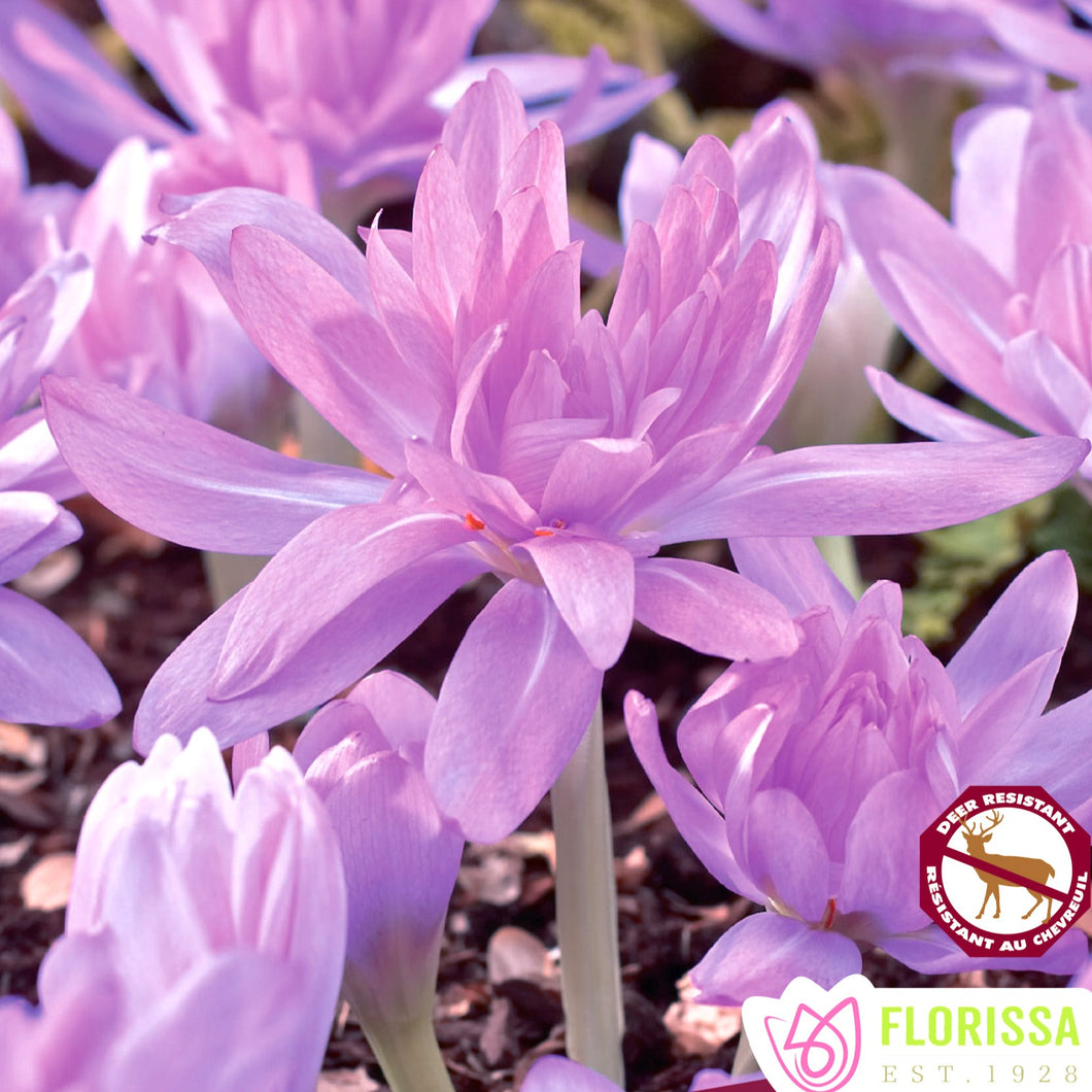 Crocus, Fall Flowering - Waterlily 14+