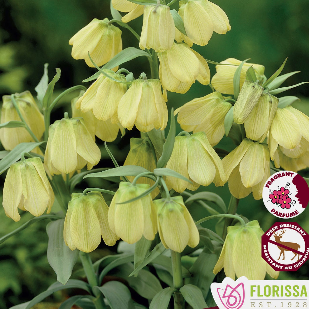 Fritillaria pallidiflora - Guinea Hen Flower