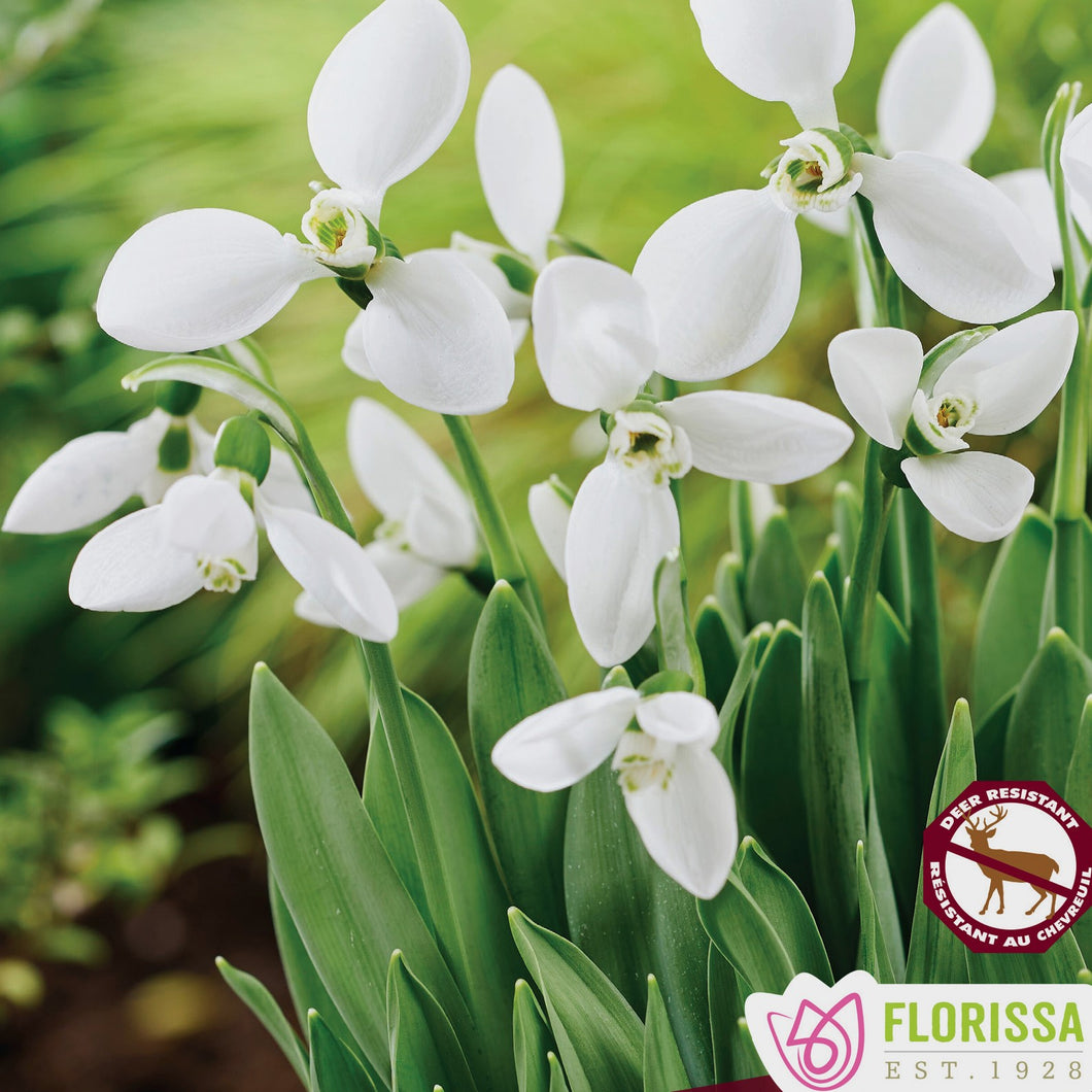Galanthus elwesii 'Polar Bear' - Polar Bear Snowdrops