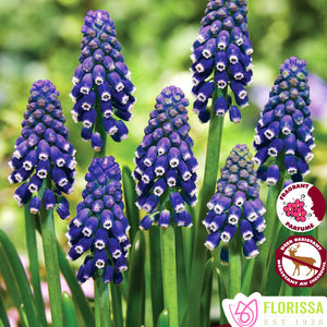 Muscari, Grape Hyacinths - Night Eyes 6+