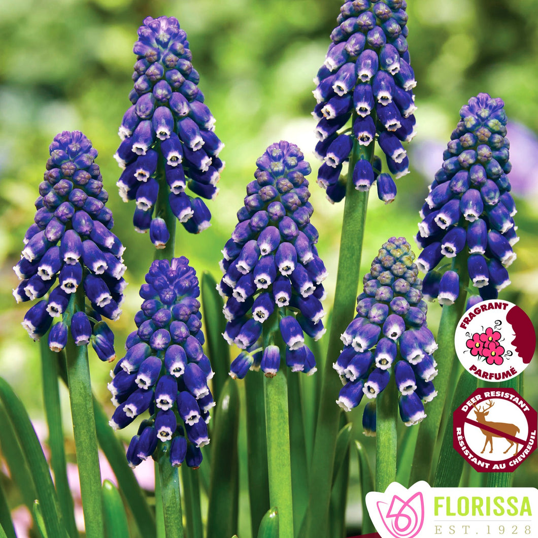 Muscari, Grape Hyacinths - Night Eyes 6+