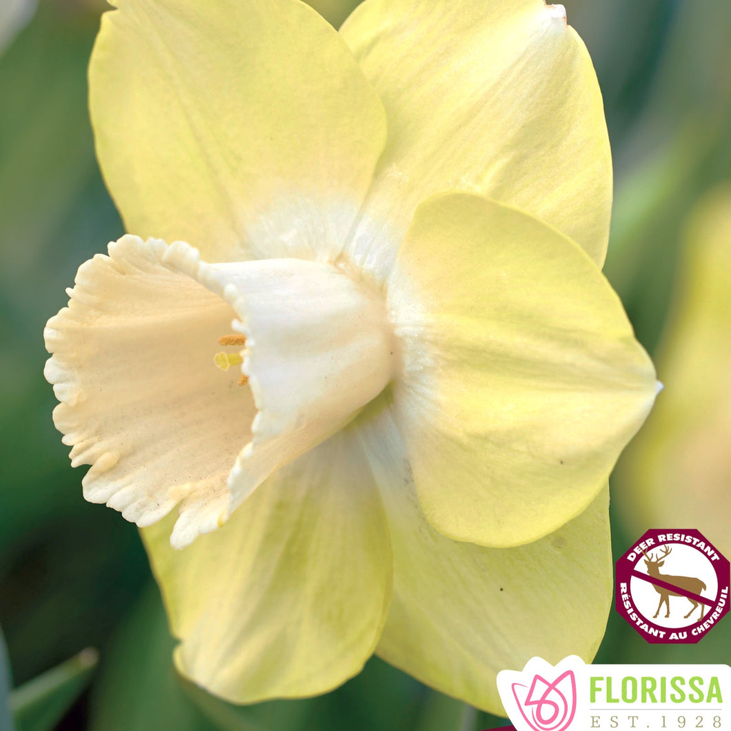 Daffodil/Narcissi, Trumpet - Avalon 12+