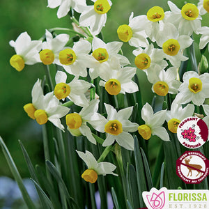 Daffodil/Narcissi, Rockgarden -Canaliculatus 10/12