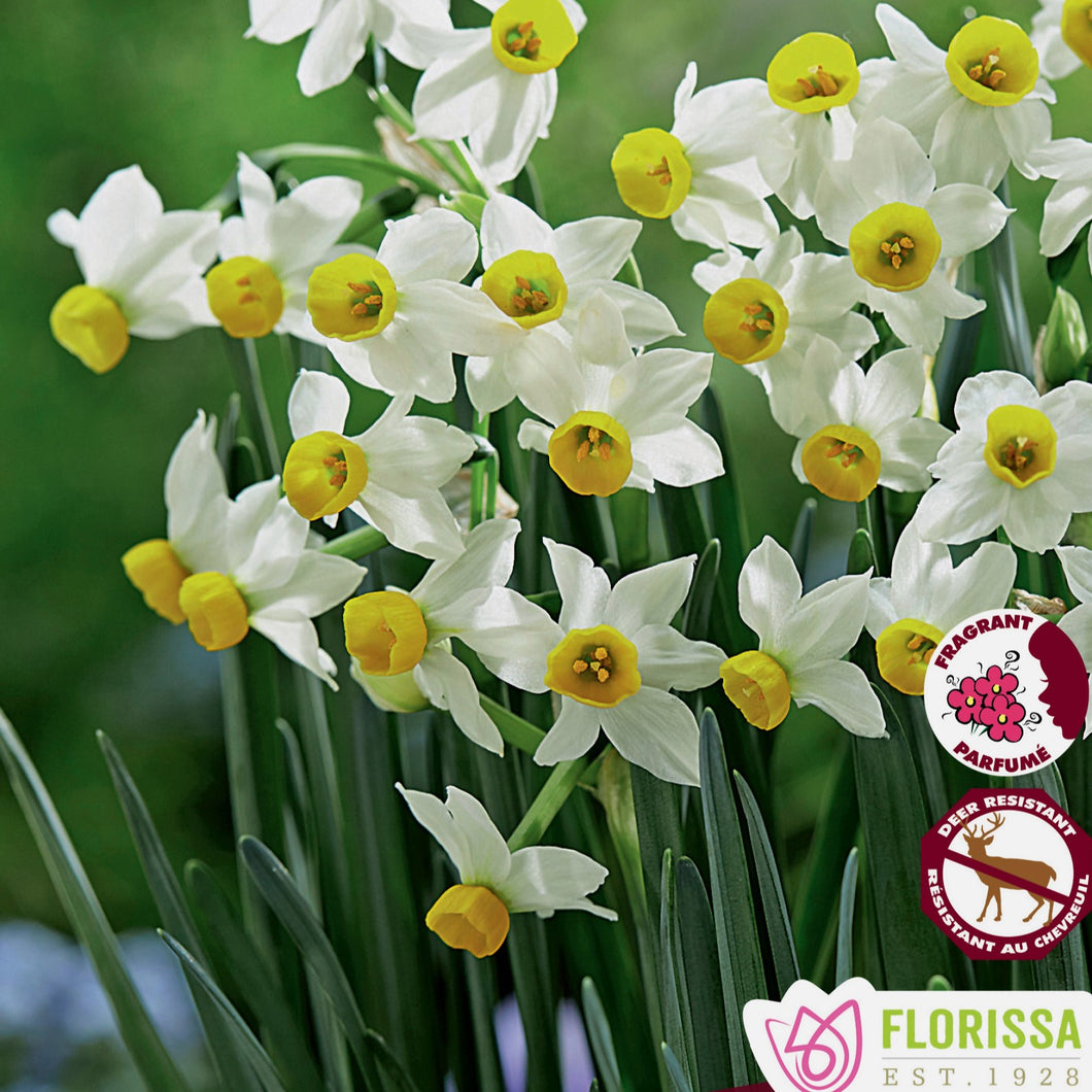 Daffodil/Narcissi, Rockgarden -Canaliculatus 10/12