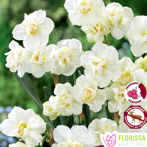 Daffodil/Narcissi, Poetaz - Cheerfulness 12+