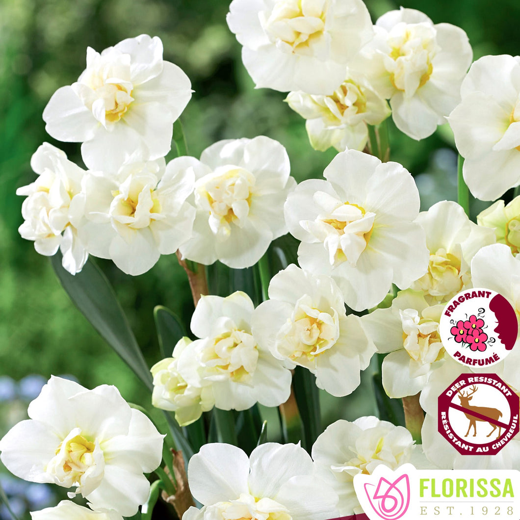 Daffodil/Narcissi, Poetaz - Cheerfulness 12+