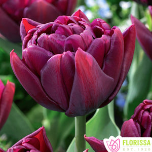 Tulip, Double Early - Alison Bradley 12+