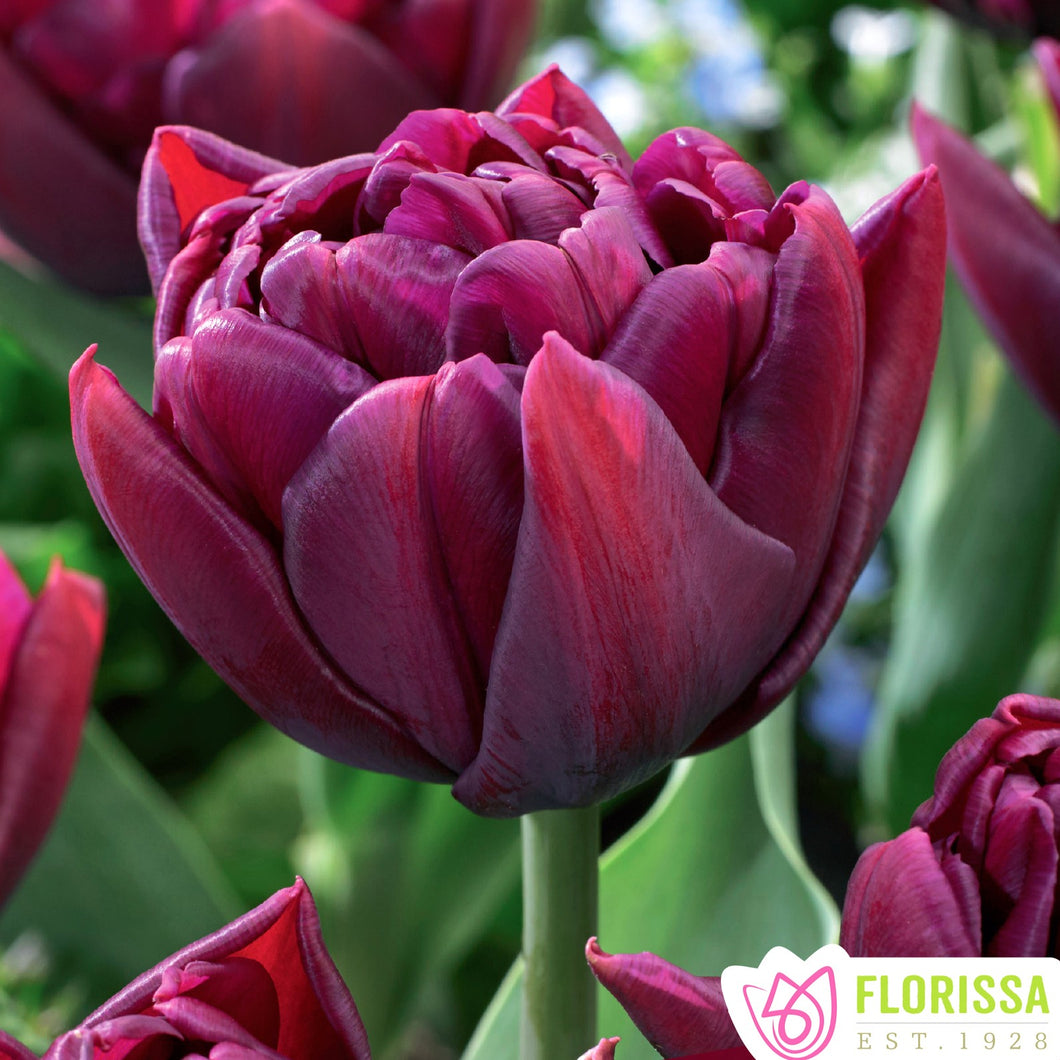 Tulip, Double Early - Alison Bradley 12+