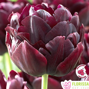 Tulip, Double Peony - Black Hero 12+