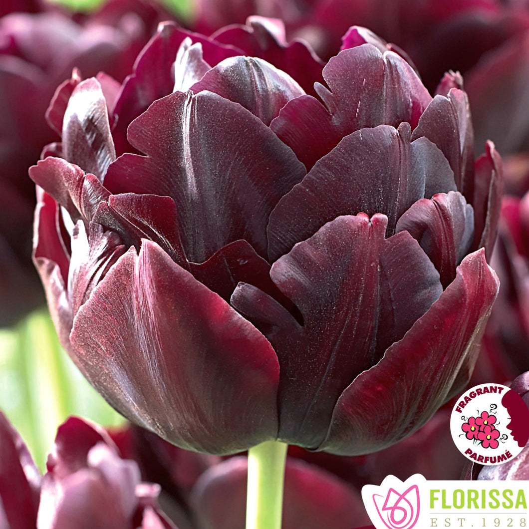 Tulip, Double Peony - Black Hero 12+