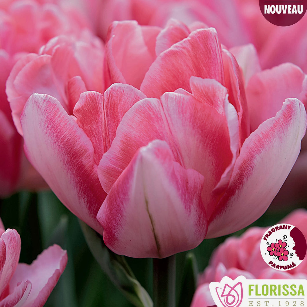 Tulip, Double Early - Foxtrot 12+