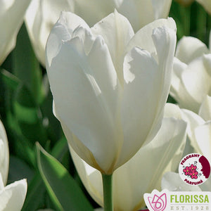 Tulip, Fosteriana - White Emperor 12+