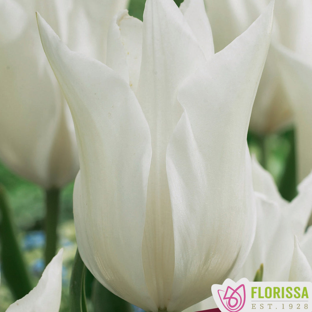 Tulip, Lily Flowering - White Triumphator 12+