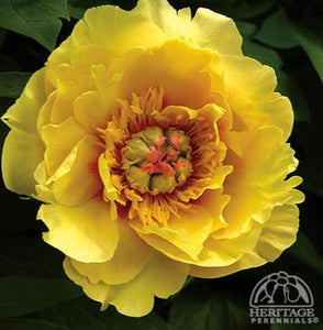 Paeonia ‘Sequestered Sunshine’ - Sequestered Sunshine Itoh Peony