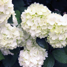 Load image into Gallery viewer, Viburnum plicatum - Opening Day™ Doublefile Viburnum
