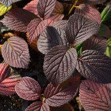 Load image into Gallery viewer, Viburnum plicatum - Opening Day™ Doublefile Viburnum
