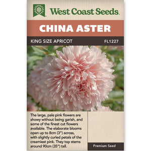 China Aster King Size Apricot