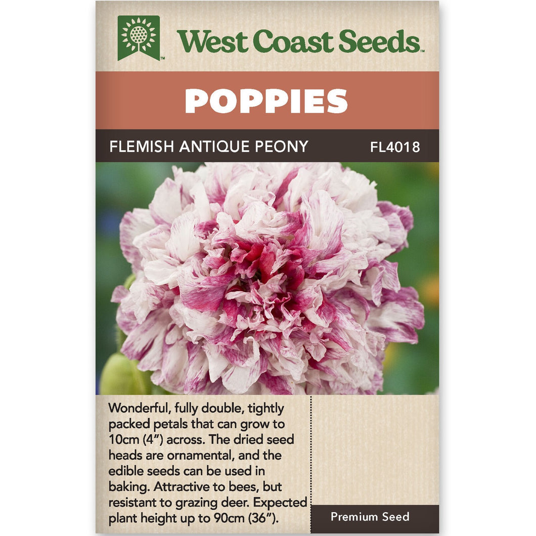 Poppy Flemish Antique Peony