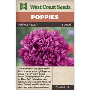 Poppy Purple Peony