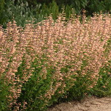 Load image into Gallery viewer, Agastache hybrid - Meant to Bee® Queen Nectarine Anise Hyssop
