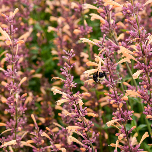 Agastache hybrid - Meant to Bee® Queen Nectarine Anise Hyssop