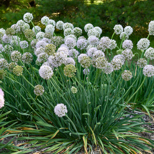 Allium 'Bobblehead' - Bobblehead Ornamental Onion