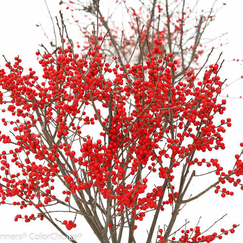 Ilex verticillata 'Berry Poppins®' - Berry Poppins® Winterberry