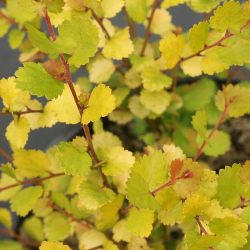 Betula x plettkei - Cesky Gold® Dwarf Birch