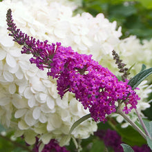 Load image into Gallery viewer, Buddleia - Miss Ruby Butterfly Bush
