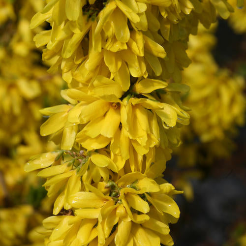 Forsythia x intermedia 'Show Off Starlet®' - Show Off Starlet® Forsythia