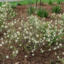 Load image into Gallery viewer, Fothergilla x intermedia - Legend of the Small® Bottlebrush

