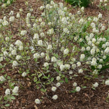 Fothergilla x intermedia - Legend of the Small® Bottlebrush