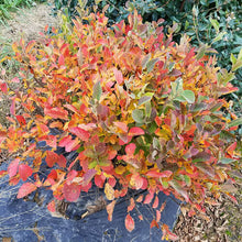 Load image into Gallery viewer, Fothergilla x intermedia - Legend of the Small® Bottlebrush
