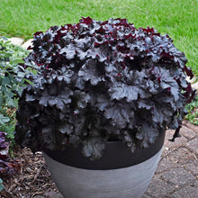 Load image into Gallery viewer, Heuchera hybrid - Dressed Up® &#39;Evening Gown&#39; Coral Bells
