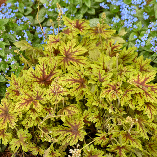 Heucherella Fun and Games® 'Capture the Flag' - Fun and Games® Capture the Flag Foamy Bells