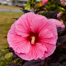 Load image into Gallery viewer, Hibiscus Summerific® &#39;Edge of Night&#39; - Summerific® Edge of Night Rose Mallow
