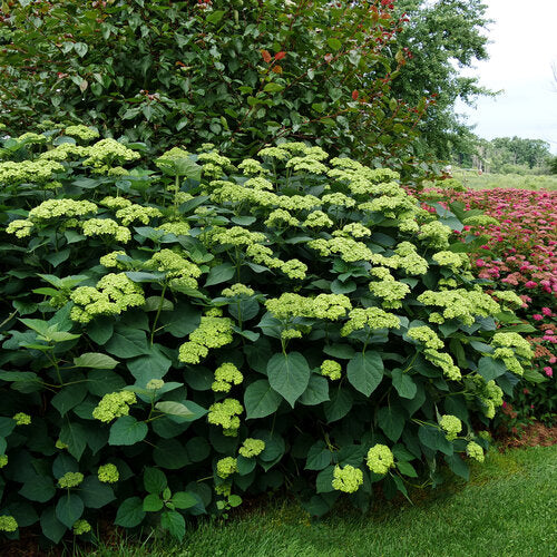 Hydrangea arborescens - Invincibelle Sublime™ Smooth hydrangea