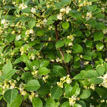 Load image into Gallery viewer, Ilex verticillata &#39;Berry Poppins®&#39; - Berry Poppins® Winterberry
