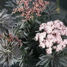 Load image into Gallery viewer, Sambucus nigra - Laced Up® Elderberry
