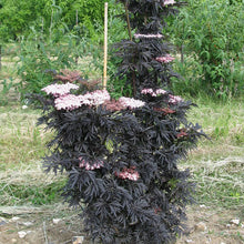 Load image into Gallery viewer, Sambucus nigra - Laced Up® Elderberry
