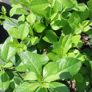 Ilex verticillata 'Mr. Poppins®' - Mr. Poppins® Winterberry