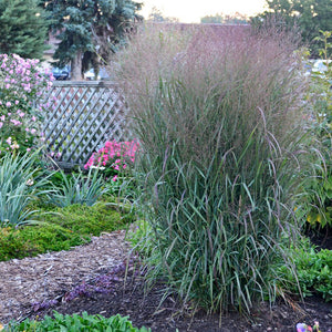 Panicum virgatum - Prairie Winds® 'Apache Rose' Switch Grass
